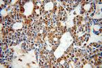 ZC3H4 Antibody in Immunohistochemistry (Paraffin) (IHC (P))