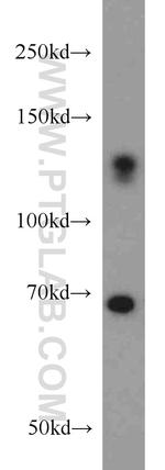 ZC3H4 Antibody in Western Blot (WB)