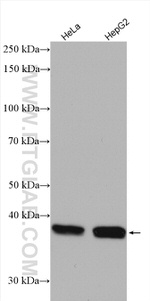 DAPK2 Antibody in Western Blot (WB)