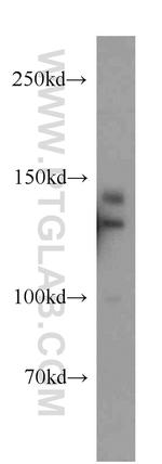 TRERF1 Antibody in Western Blot (WB)