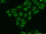 MYSM1 Antibody in Immunocytochemistry (ICC/IF)