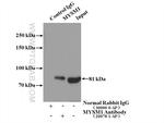 MYSM1 Antibody in Immunoprecipitation (IP)