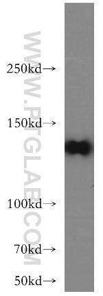 RIM2 Antibody in Western Blot (WB)