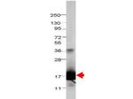 IL-1F5 Antibody in Western Blot (WB)