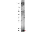 CXCL10 Antibody in Western Blot (WB)