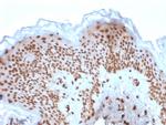 Emerin Antibody in Immunohistochemistry (Paraffin) (IHC (P))