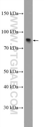 ZNF600 Antibody in Western Blot (WB)