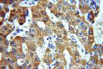 ACTR10 Antibody in Immunohistochemistry (Paraffin) (IHC (P))