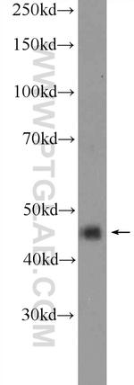 ACTR10 Antibody in Western Blot (WB)