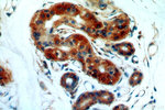 HAUS4 Antibody in Immunohistochemistry (Paraffin) (IHC (P))