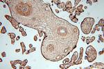 HAUS4 Antibody in Immunohistochemistry (Paraffin) (IHC (P))