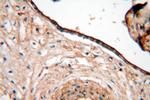 HAUS4 Antibody in Immunohistochemistry (Paraffin) (IHC (P))