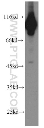 EEF2 Antibody in Western Blot (WB)