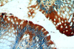 C18orf8 Antibody in Immunohistochemistry (Paraffin) (IHC (P))