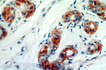 C14orf94 Antibody in Immunohistochemistry (Paraffin) (IHC (P))