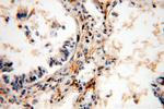 C14orf94 Antibody in Immunohistochemistry (Paraffin) (IHC (P))