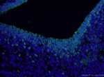 SOX2 Antibody in Immunohistochemistry (PFA fixed) (IHC (PFA))