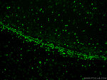 SOX2 Antibody in Immunohistochemistry (PFA fixed) (IHC (PFA))