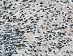 SOX2 Antibody in Immunohistochemistry (Paraffin) (IHC (P))