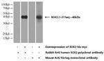 SOX2 Antibody in Western Blot (WB)