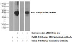 SOX2 Antibody in Western Blot (WB)