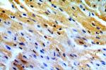 APOBEC2 Antibody in Immunohistochemistry (Paraffin) (IHC (P))