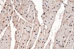 APOBEC2 Antibody in Immunohistochemistry (Paraffin) (IHC (P))