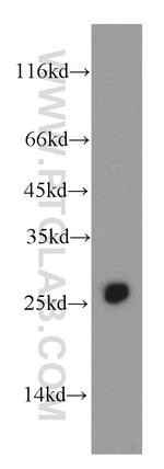 APOBEC2 Antibody in Western Blot (WB)