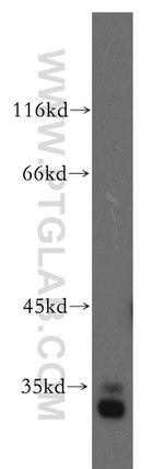 CUEDC2 Antibody in Western Blot (WB)