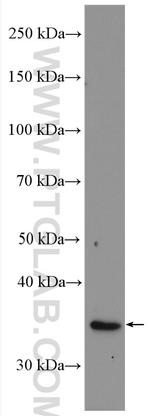 CUEDC2 Antibody in Western Blot (WB)