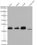 CUEDC2 Antibody in Western Blot (WB)