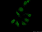 ZHX2 Antibody in Immunocytochemistry (ICC/IF)