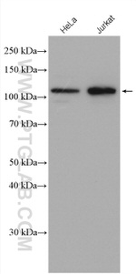 ZHX2 Antibody in Western Blot (WB)