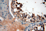 EXD2 Antibody in Immunohistochemistry (Paraffin) (IHC (P))