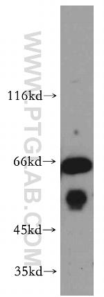 EXD2 Antibody in Western Blot (WB)