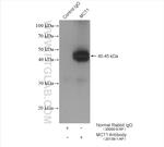 MCT1 Antibody in Immunoprecipitation (IP)