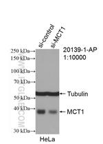 MCT1 Antibody in Western Blot (WB)