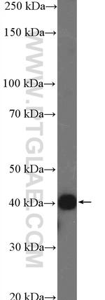 MCT1 Antibody in Western Blot (WB)