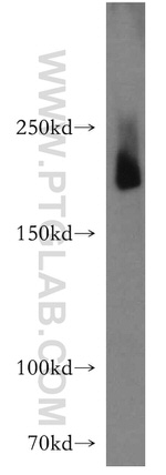 MYH4 Antibody in Western Blot (WB)