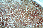 CHST13 Antibody in Immunohistochemistry (Paraffin) (IHC (P))