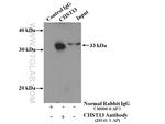 CHST13 Antibody in Immunoprecipitation (IP)