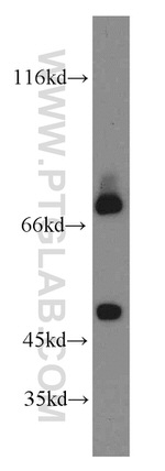 SHP2 Antibody in Western Blot (WB)
