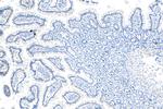 LGR4 Antibody in Immunohistochemistry (Paraffin) (IHC (P))