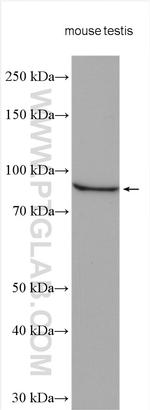 TGFBRAP1 Antibody in Western Blot (WB)