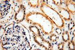 KLHL29 Antibody in Immunohistochemistry (Paraffin) (IHC (P))