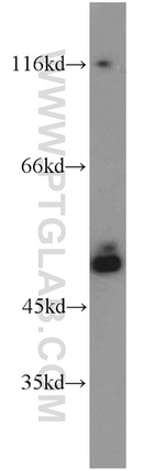 SMCR7L/MID51 Antibody in Western Blot (WB)