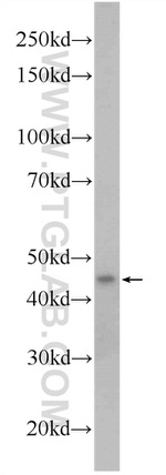 SMCR7L/MID51 Antibody in Western Blot (WB)