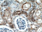 KGA Antibody in Immunohistochemistry (Paraffin) (IHC (P))