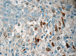 MARK4 Antibody in Immunohistochemistry (Paraffin) (IHC (P))