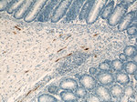 MARK4 Antibody in Immunohistochemistry (Paraffin) (IHC (P))